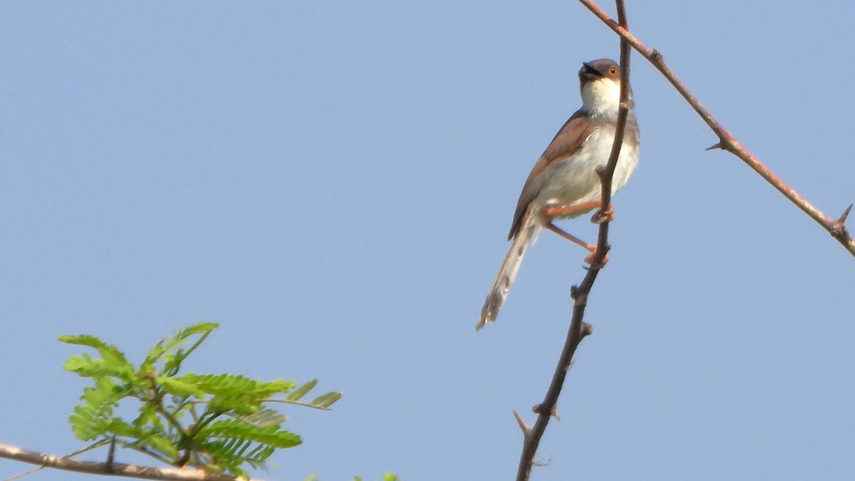 Gray-breasted Prinia - ML608920849