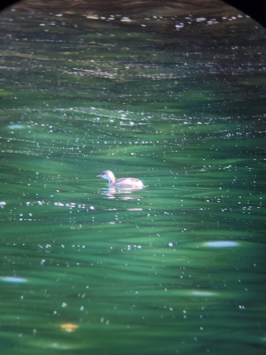 Horned Grebe - ML608920854