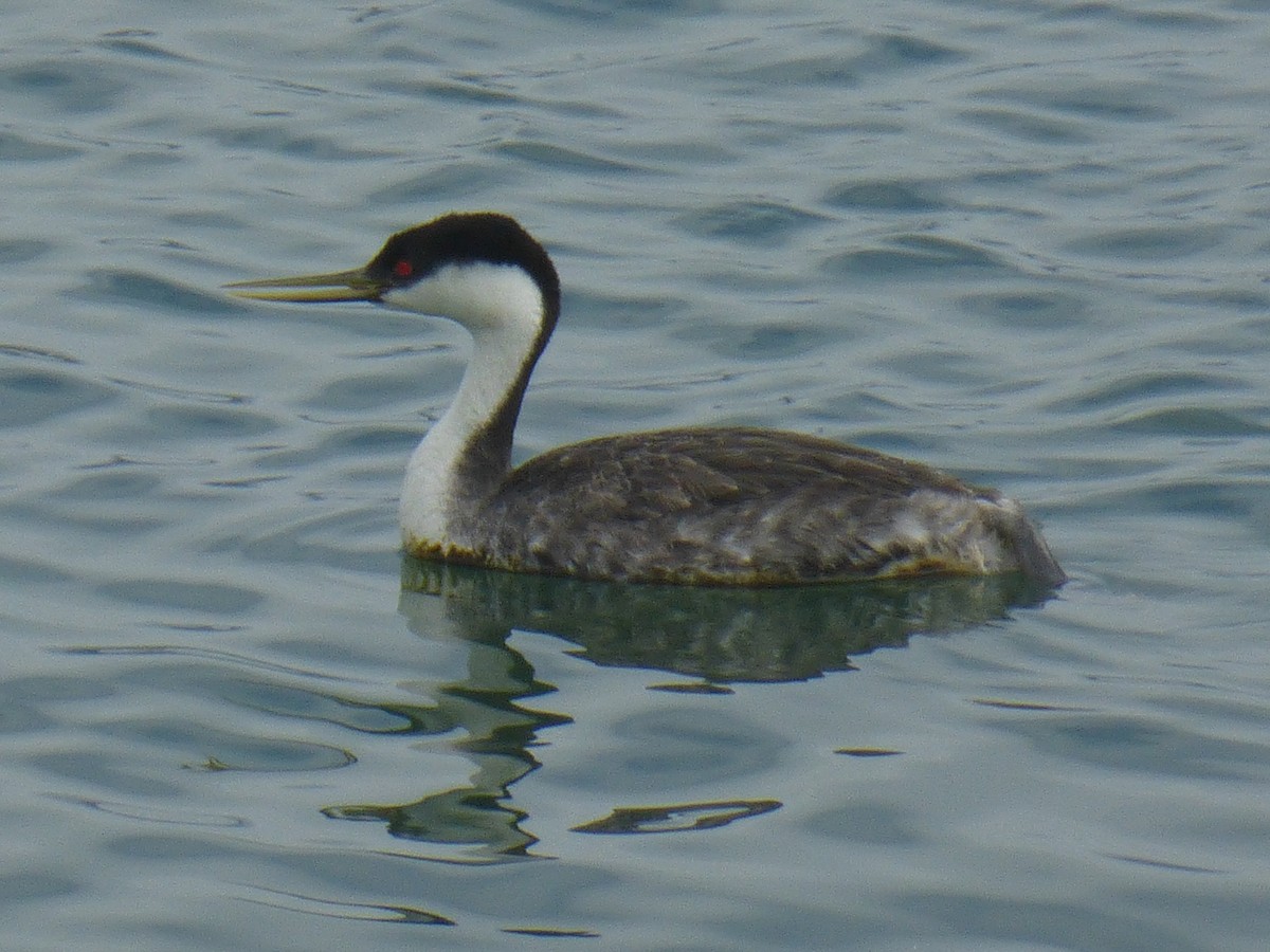 Western Grebe - ML608920859