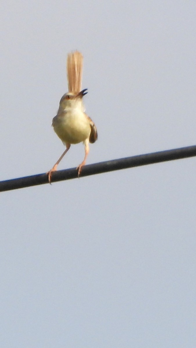 Delicate Prinia - ML608920872