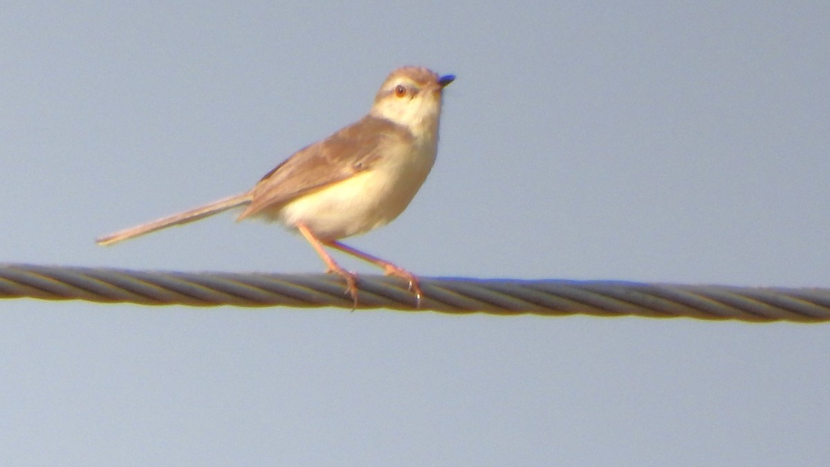 Delicate Prinia - ML608920873