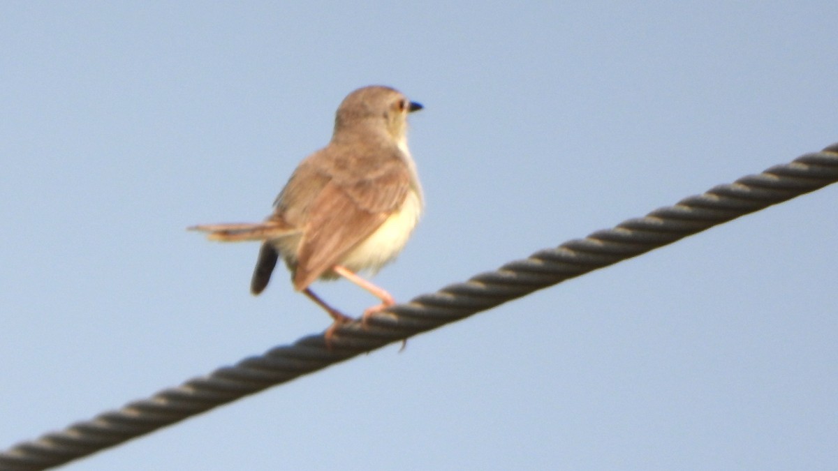 Prinia Delicada - ML608920874