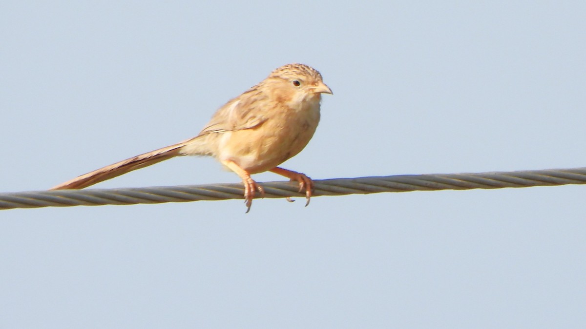 Common Babbler - ML608920891