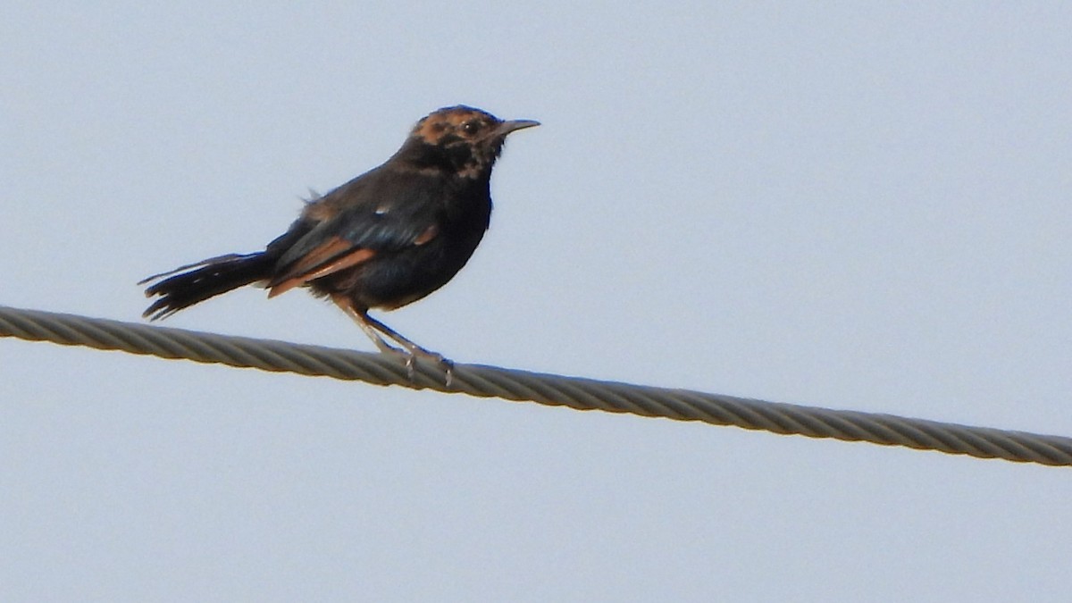 Indian Robin - ML608920900