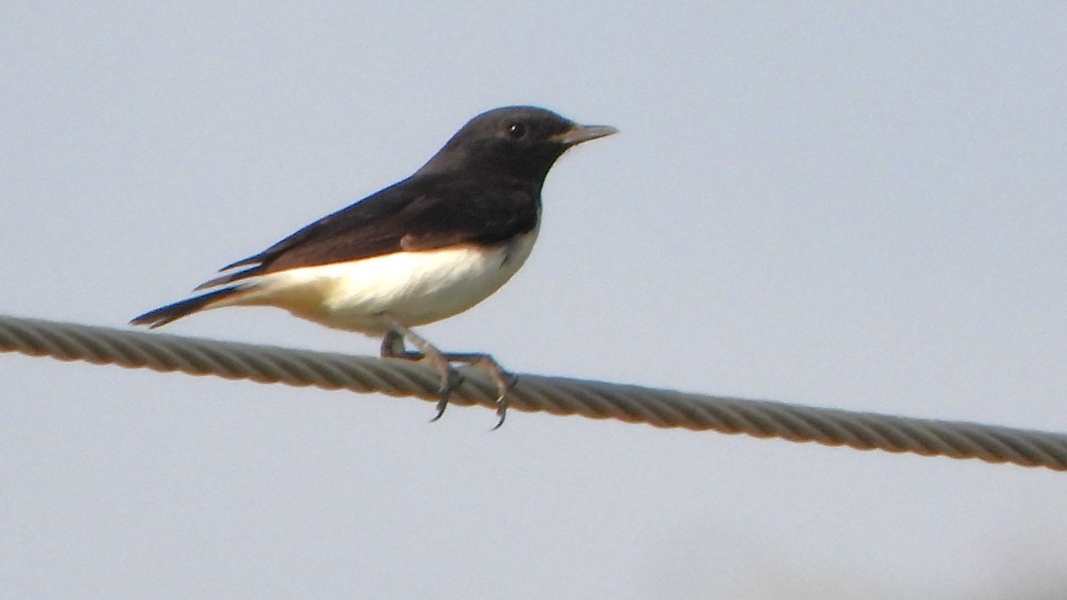 Variable Wheatear - ML608920906