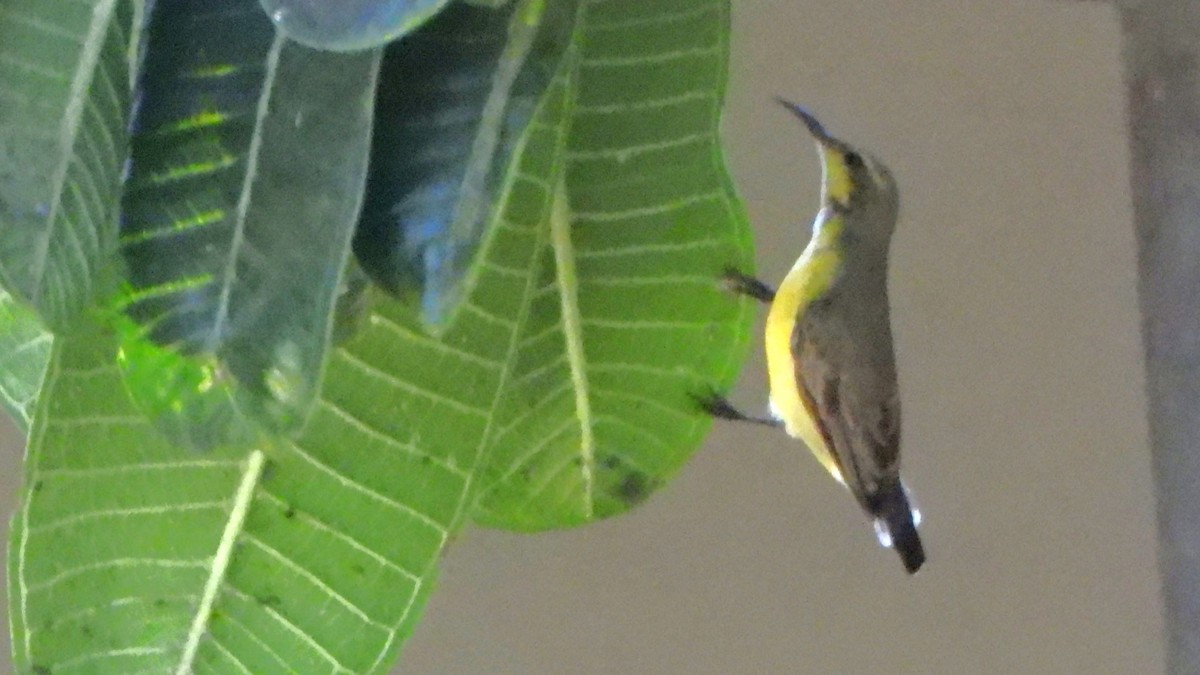 Purple Sunbird - Girish Chhatpar