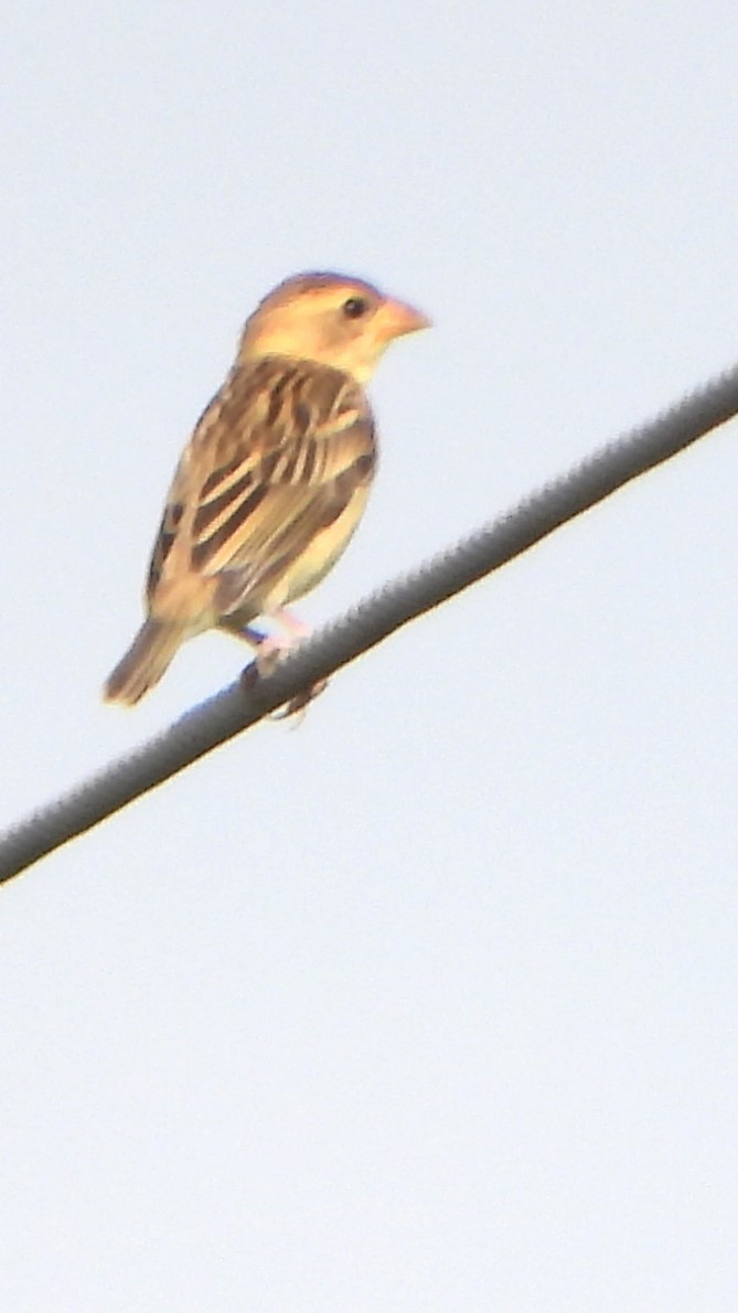 Baya Weaver - ML608920937