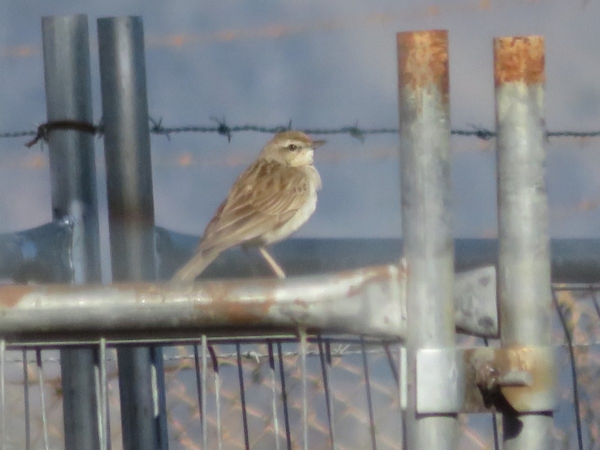 Rufous Songlark - Christine D