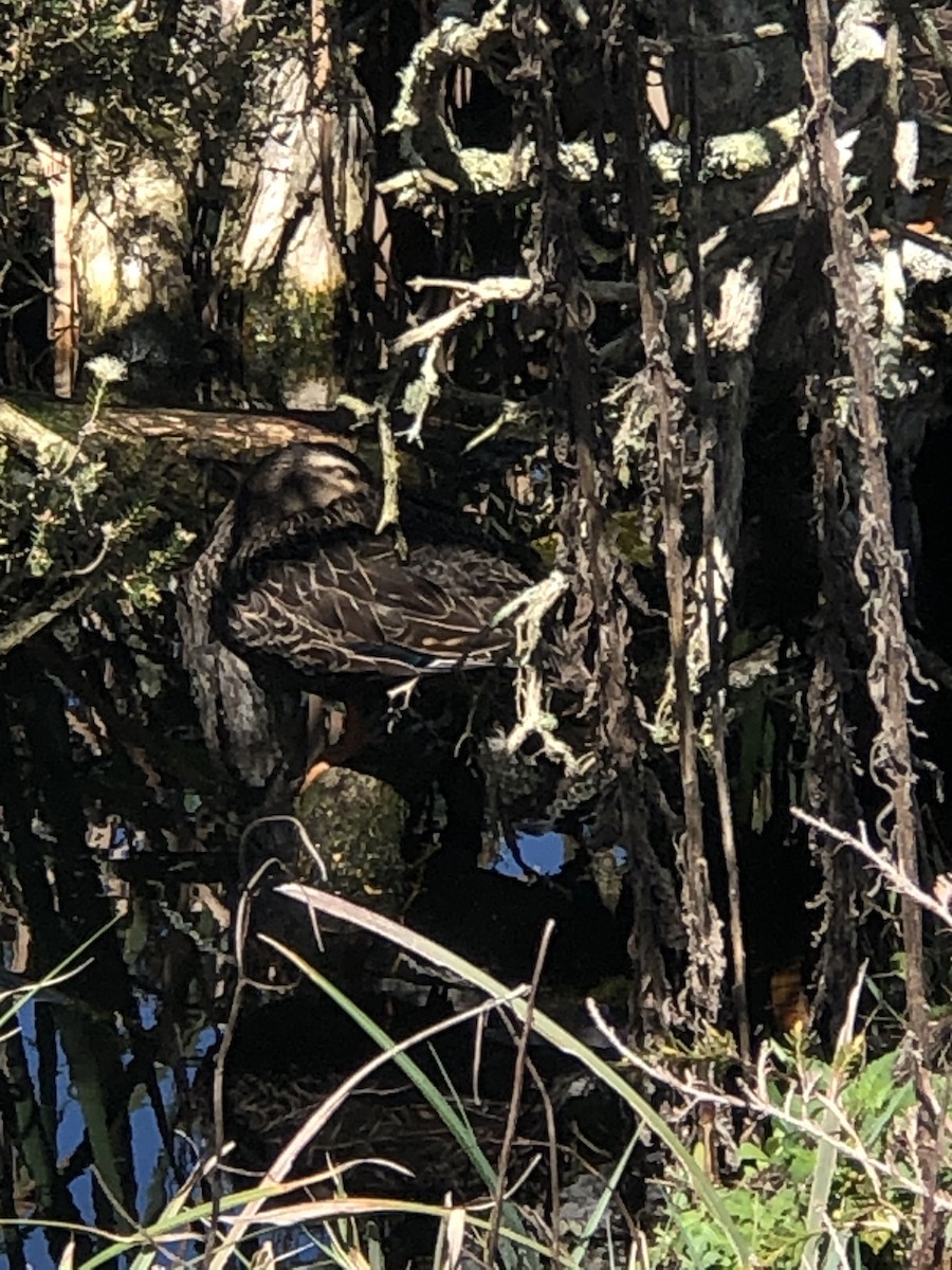 Pacific Black Duck - ML608921073