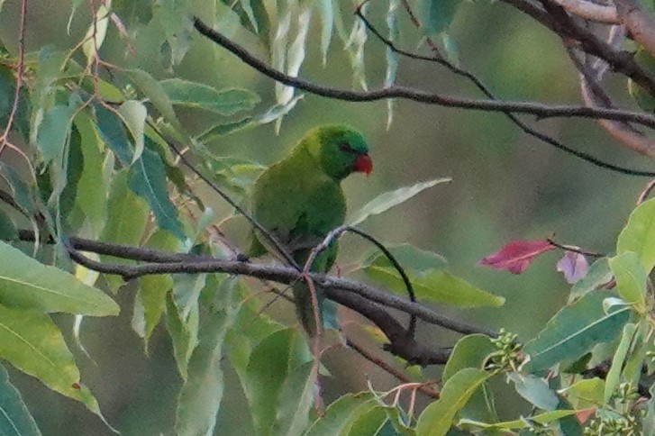 Leaf Lorikeet - ML608921156