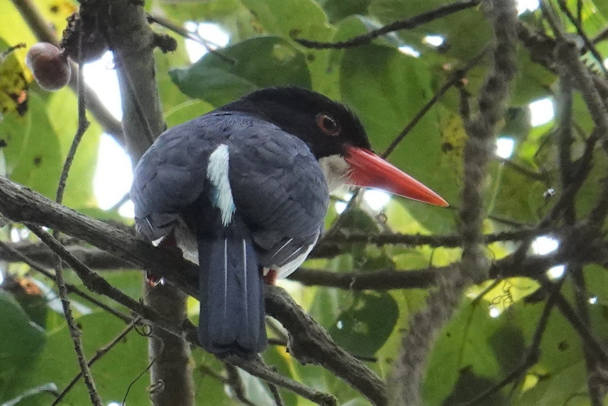 White-rumped Kingfisher - ML608921199