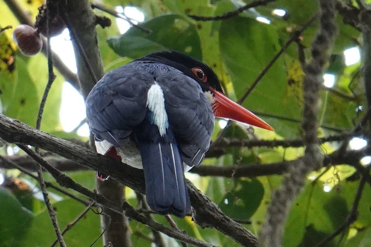 White-rumped Kingfisher - ML608921200