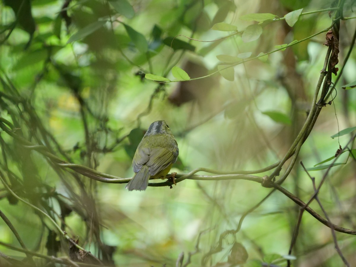 Alström's Warbler - ML608921224