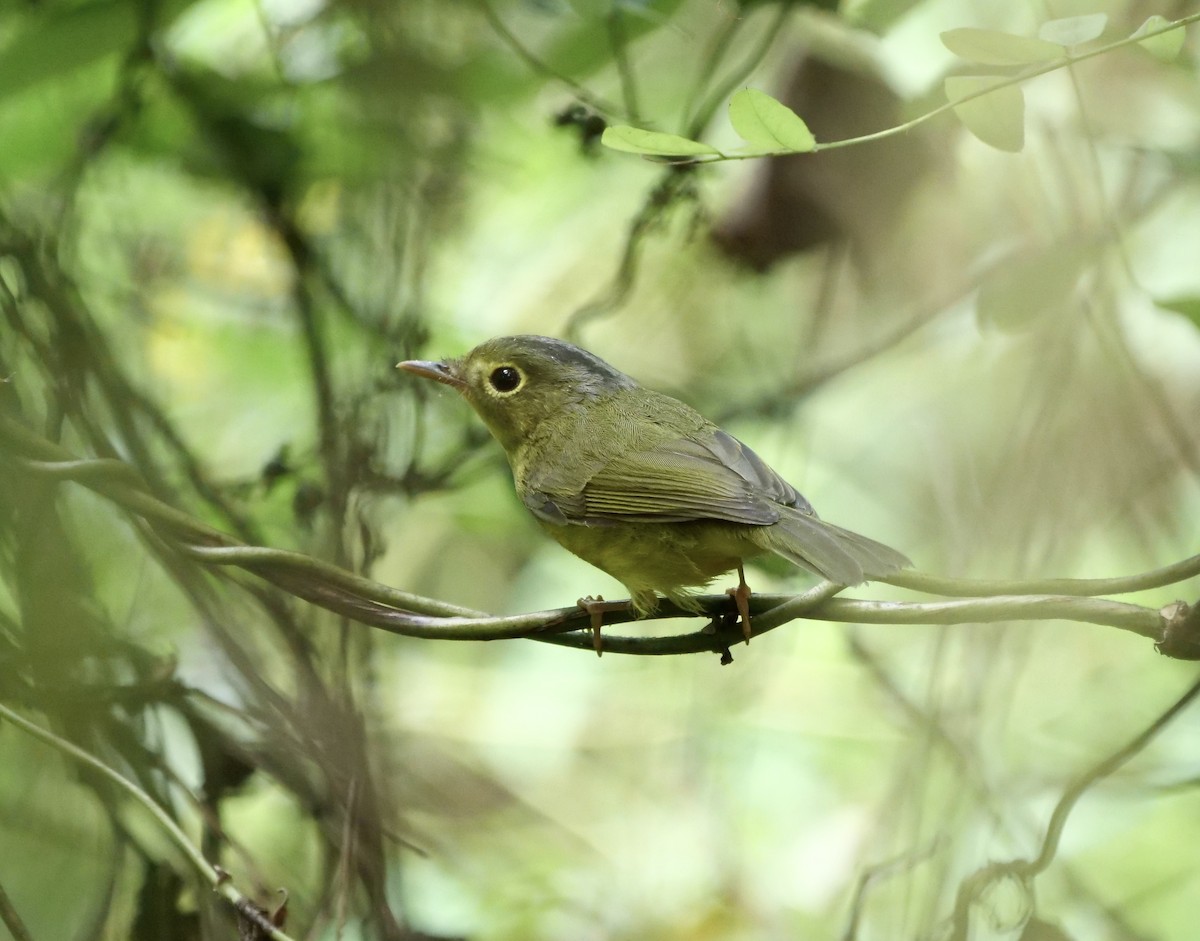 Alström's Warbler - ML608921225