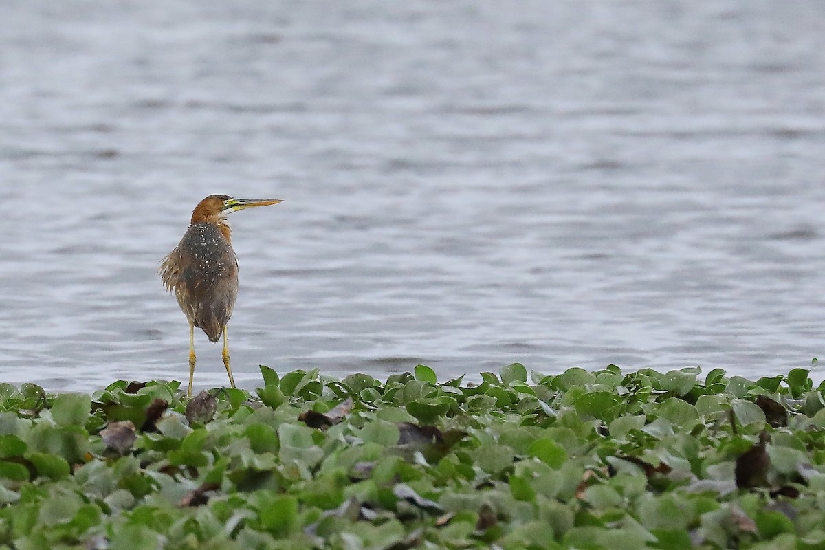 Purple Heron - Peter Kyne