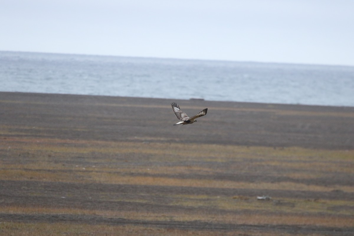 Rough-legged Hawk - ML608921299