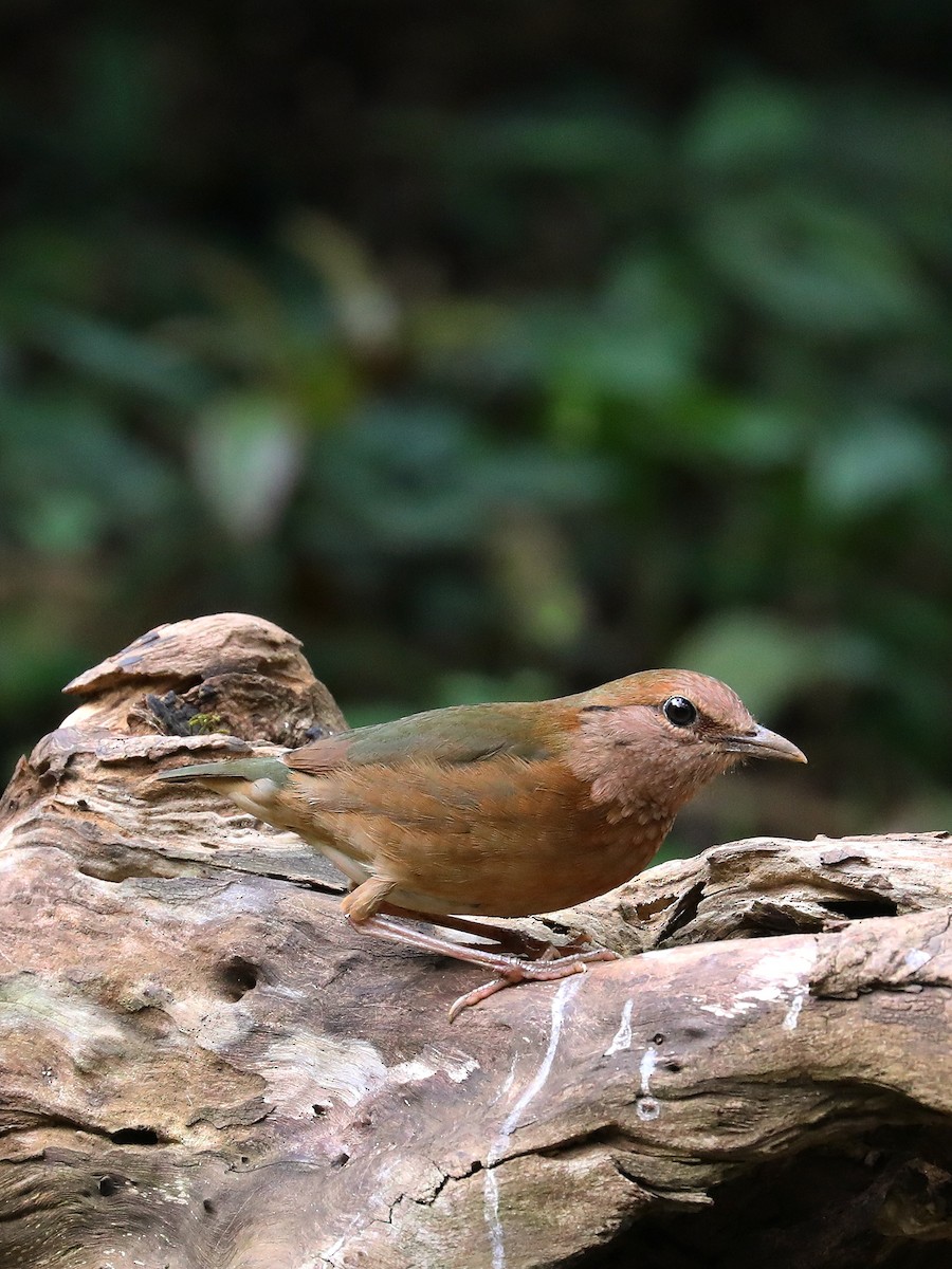 Blue-rumped Pitta - ML608921322