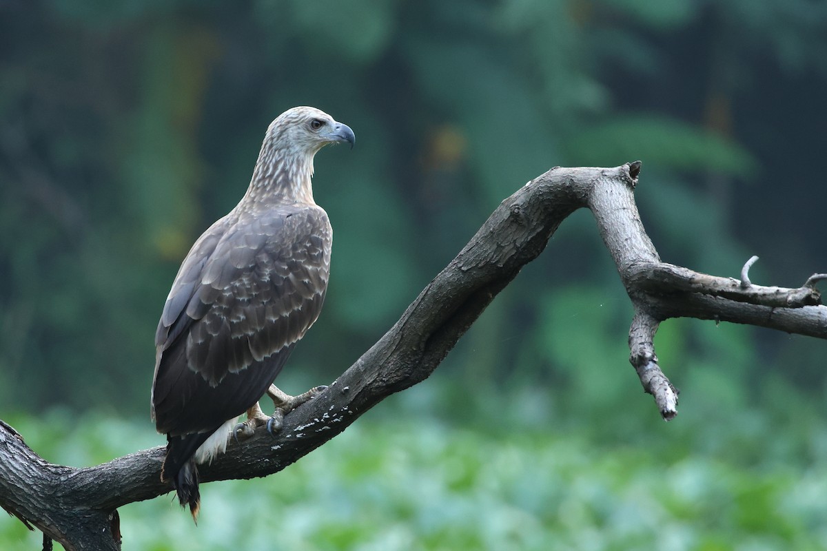 Gray-headed Fish-Eagle - Gary Allport