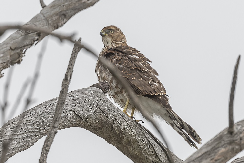 Cooper's Hawk - ML608921561