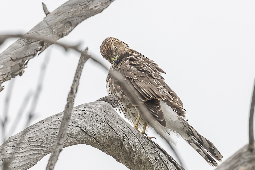 Cooper's Hawk - ML608921562