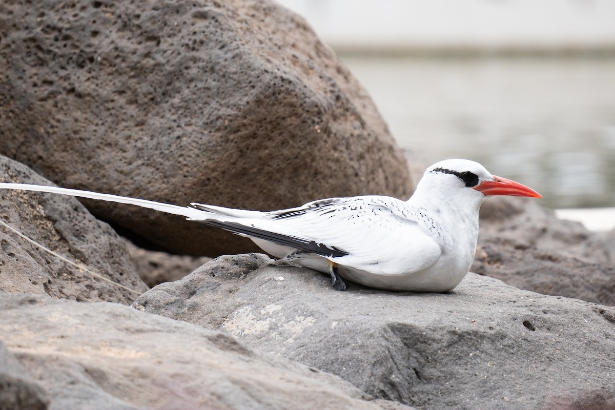 Rotschnabel-Tropikvogel - ML608921660