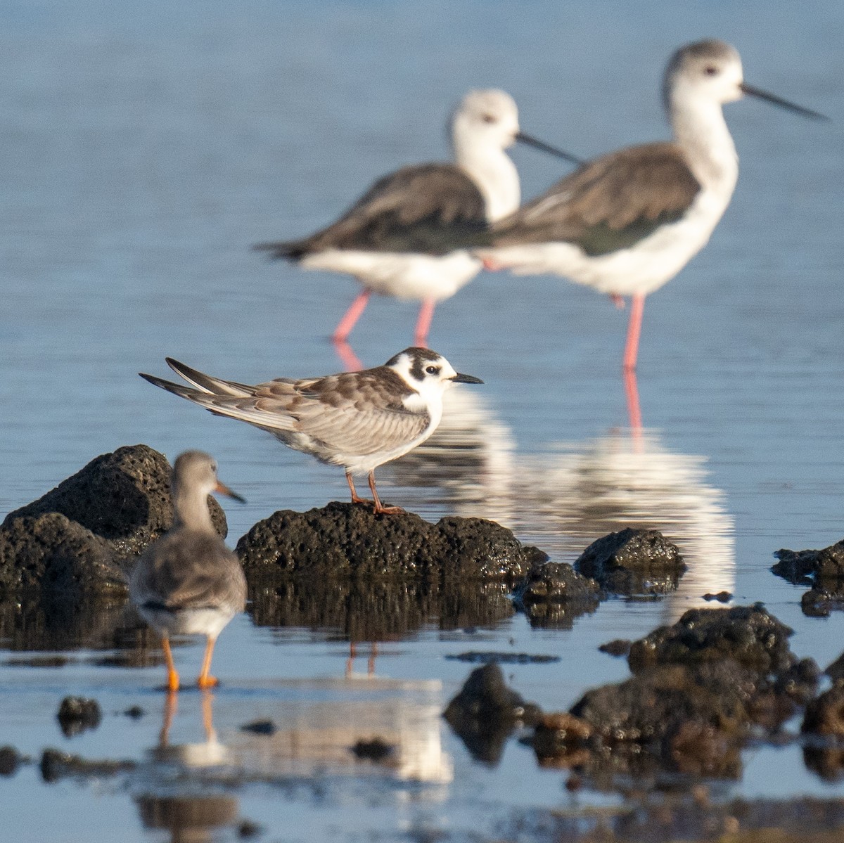 Weißflügel-Seeschwalbe - ML608921725