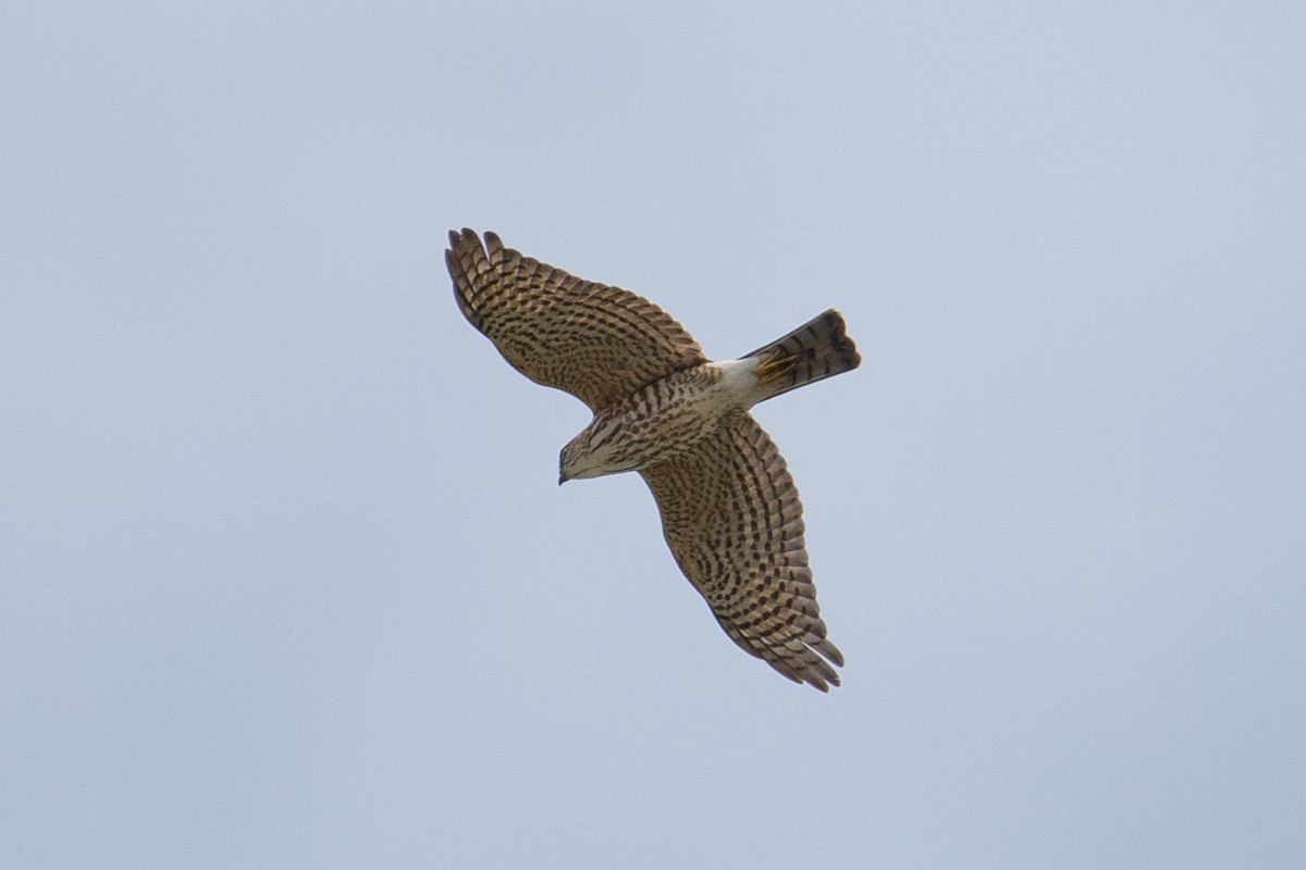 Japanese Sparrowhawk - Akekachoke Buranaanun