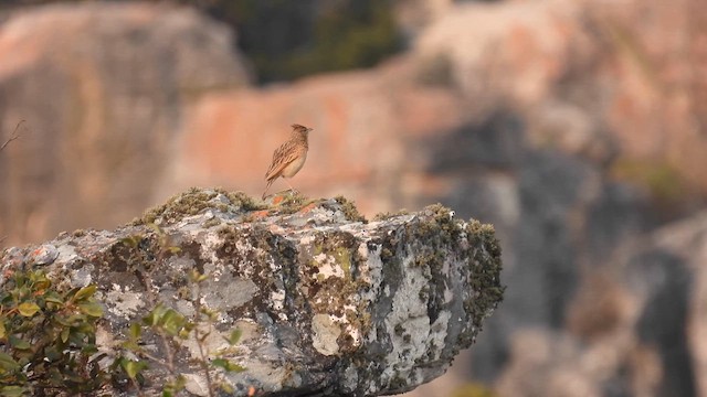 Rufous-naped Lark - ML608921914