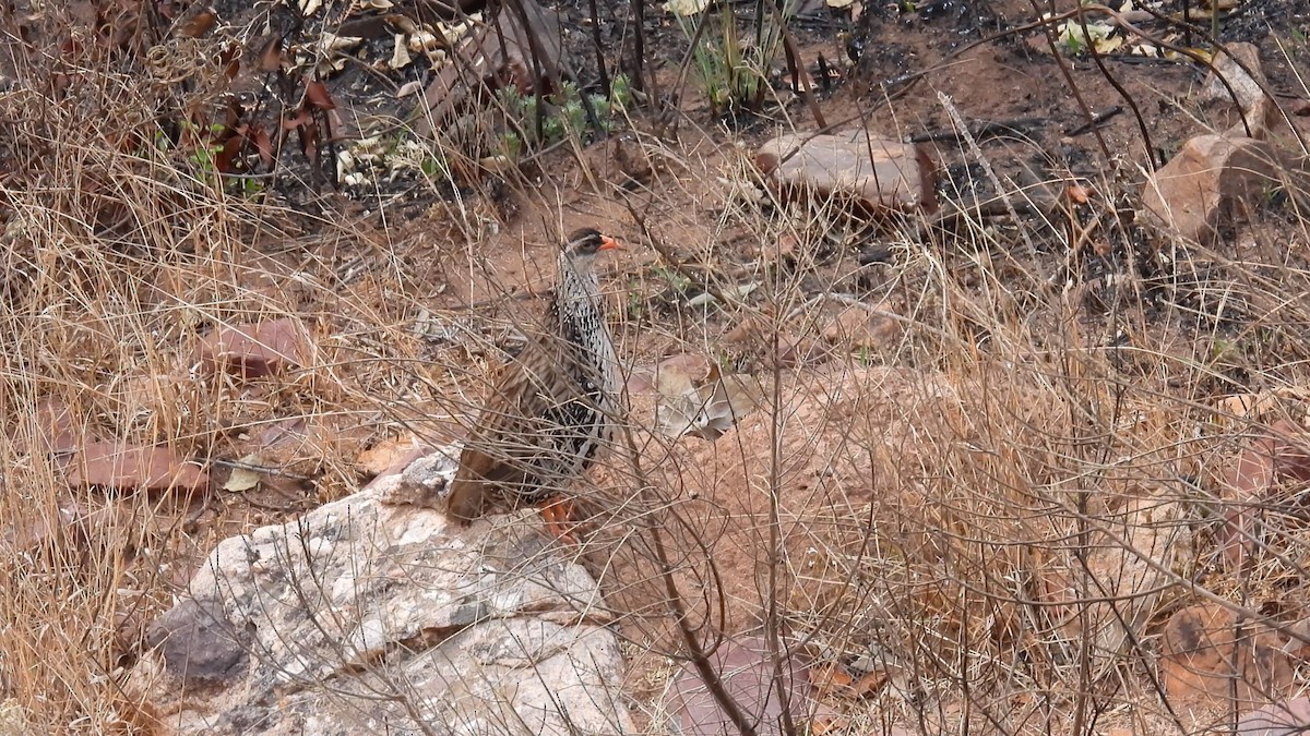 Swierstra's Spurfowl - ML608921932