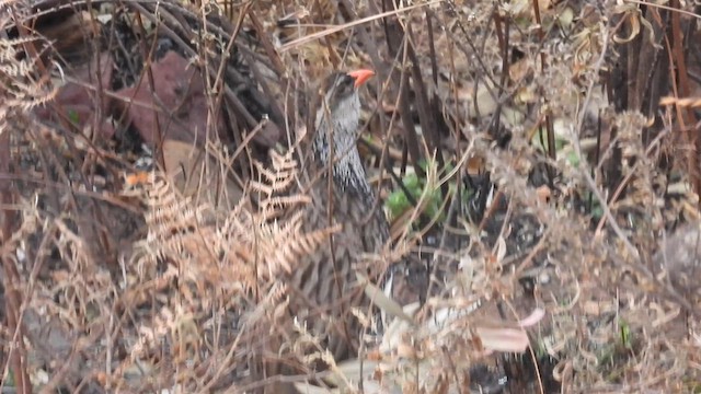 Swierstra's Spurfowl - ML608921934