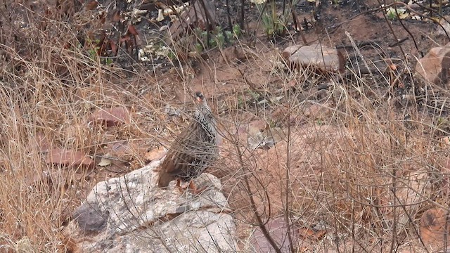 Francolin de Swierstra - ML608921939