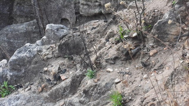 Rock-loving Cisticola - ML608922009