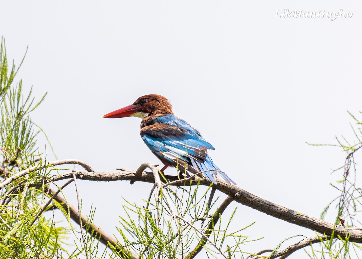 White-throated Kingfisher - Guy Ho