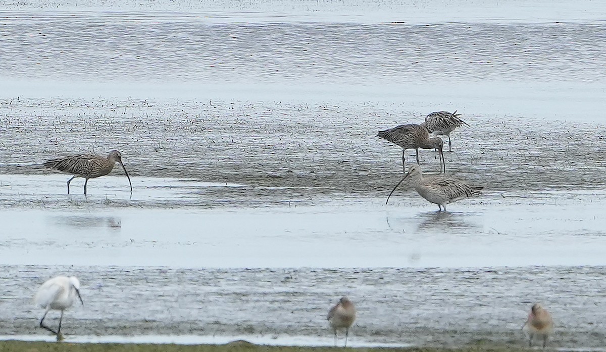 Eurasian Curlew - Guillermo Rodríguez