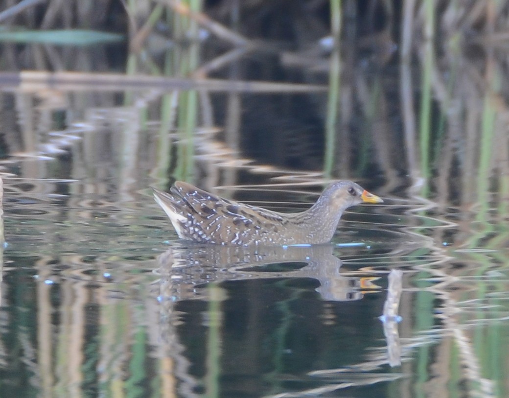 Spotted Crake - ML608922084