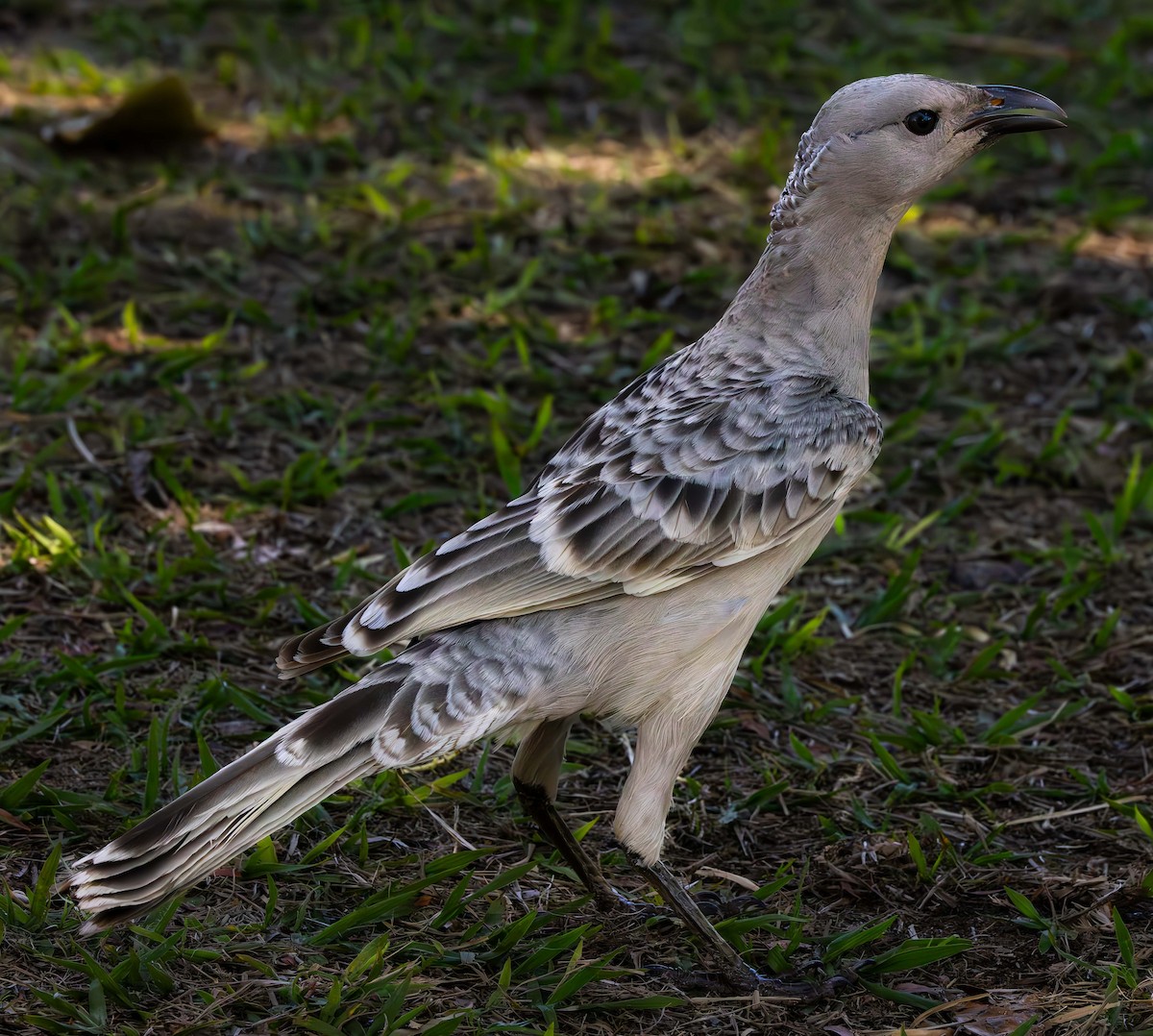 Great Bowerbird - Richard Arculus