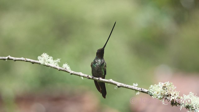 Schwertschnabelkolibri - ML608922127