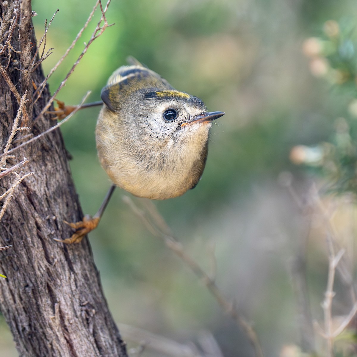 Goldcrest (Tenerife) - Daniel J. Bethencourt Herrera