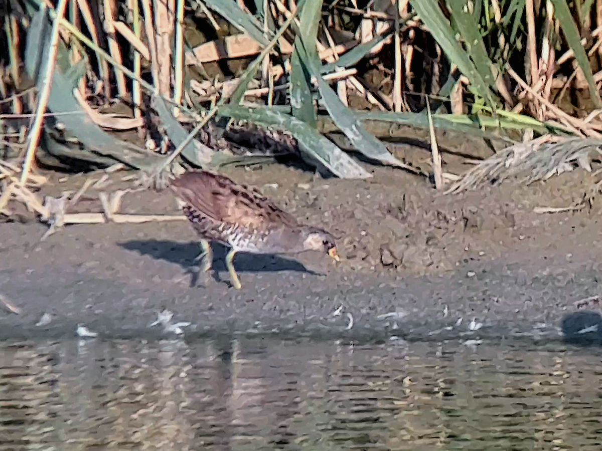 Spotted Crake - ML608922131