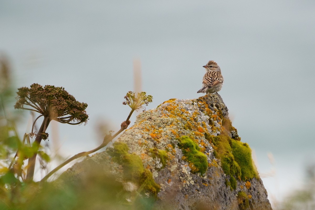 Chipping Sparrow - Sulli Gibson