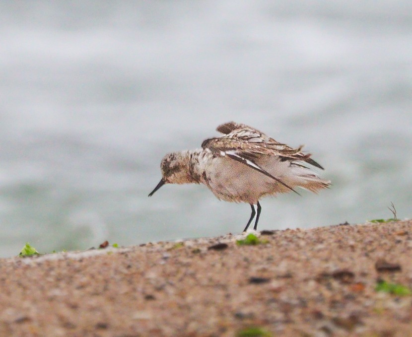 Sanderling - ML608922145