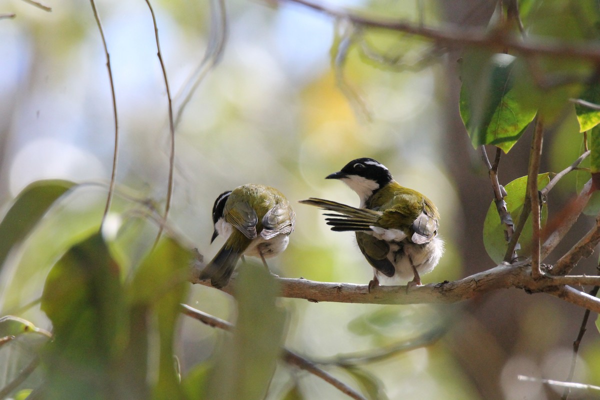 White-throated Honeyeater - DJ ML