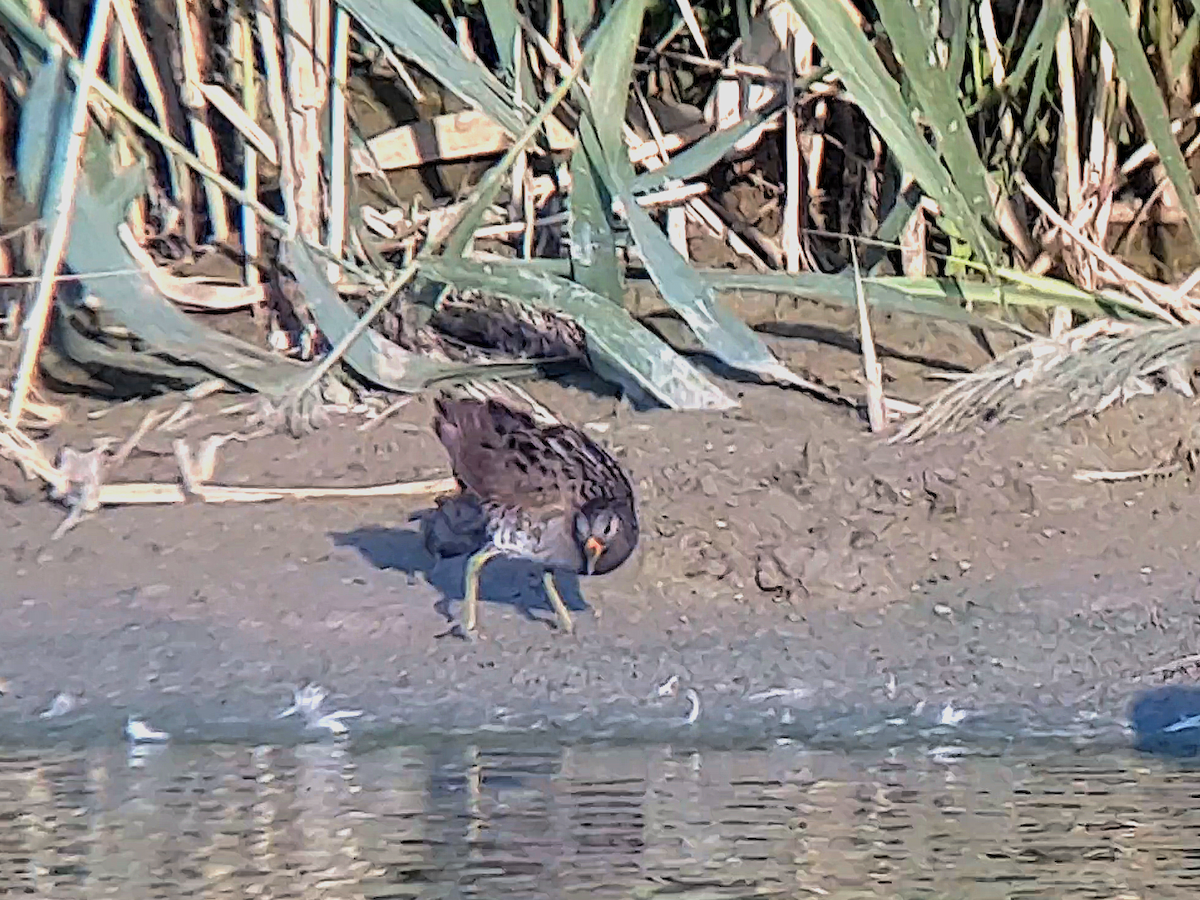 Spotted Crake - ML608922182