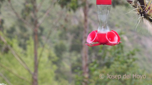 Colibri porte-épée - ML608922183