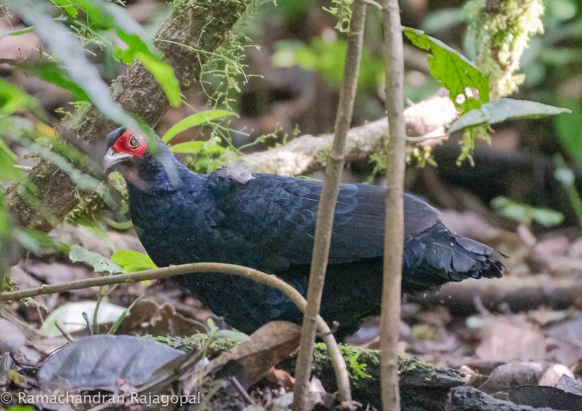 Salvadori's Pheasant - Ramachandran Rajagopal