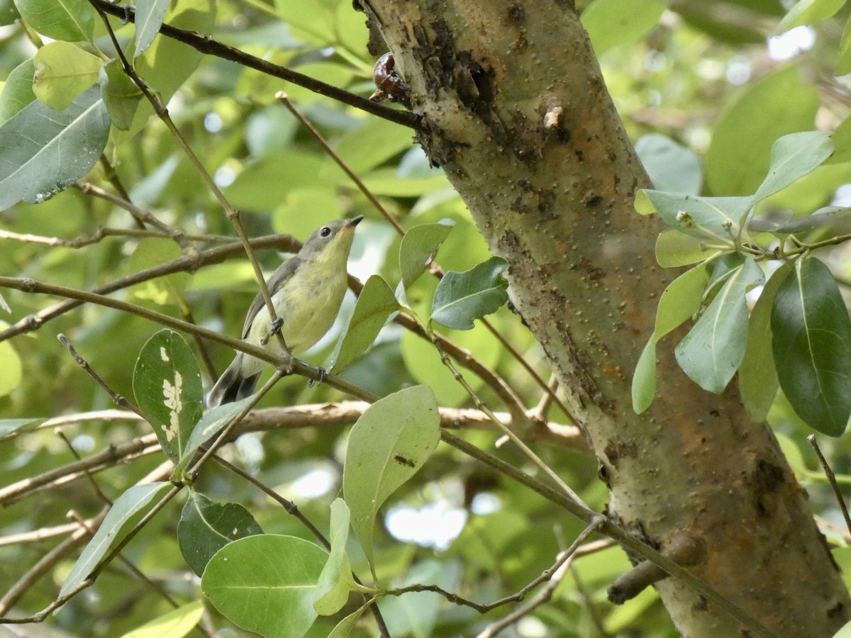 Golden-bellied Gerygone - Miguel Albornoz