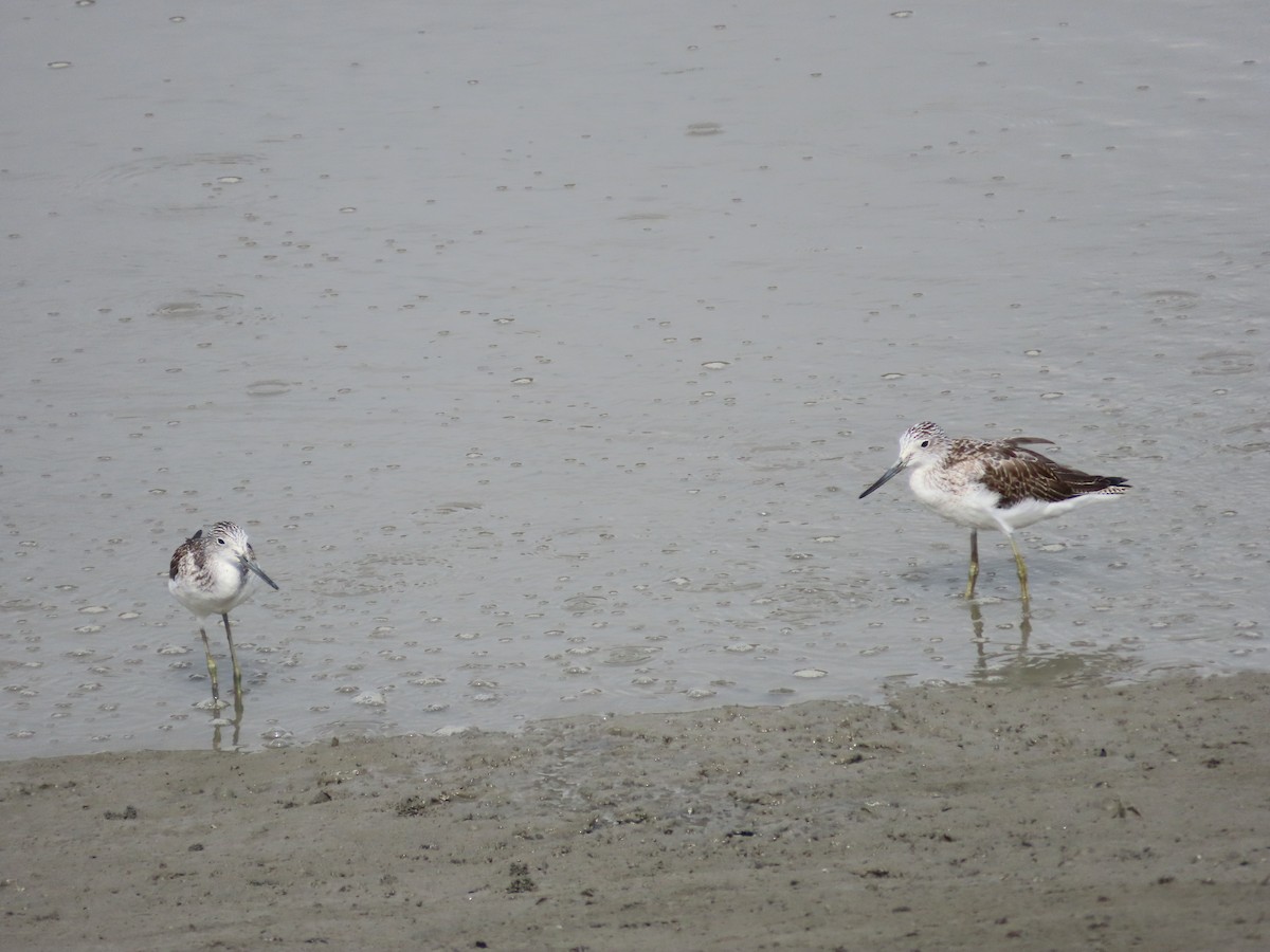 Common Greenshank - Mingyun Seo