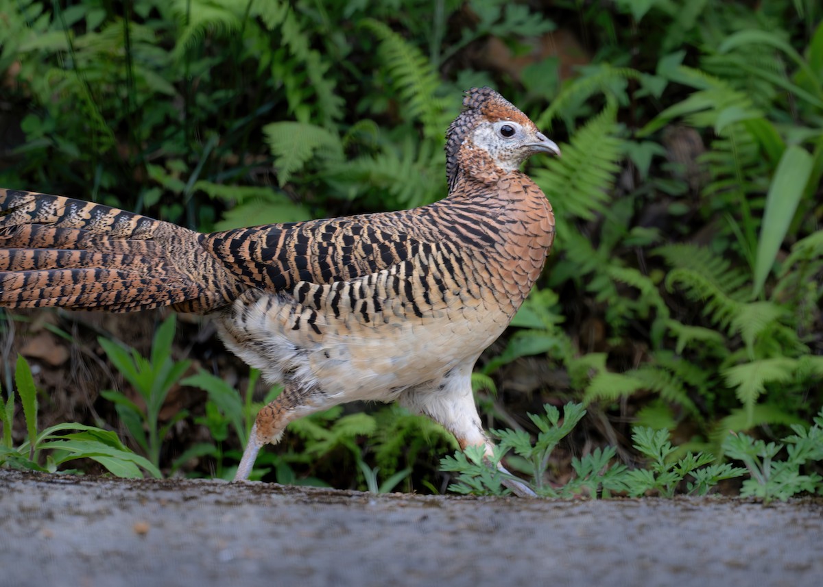 Lady Amherst's Pheasant - ML608922424