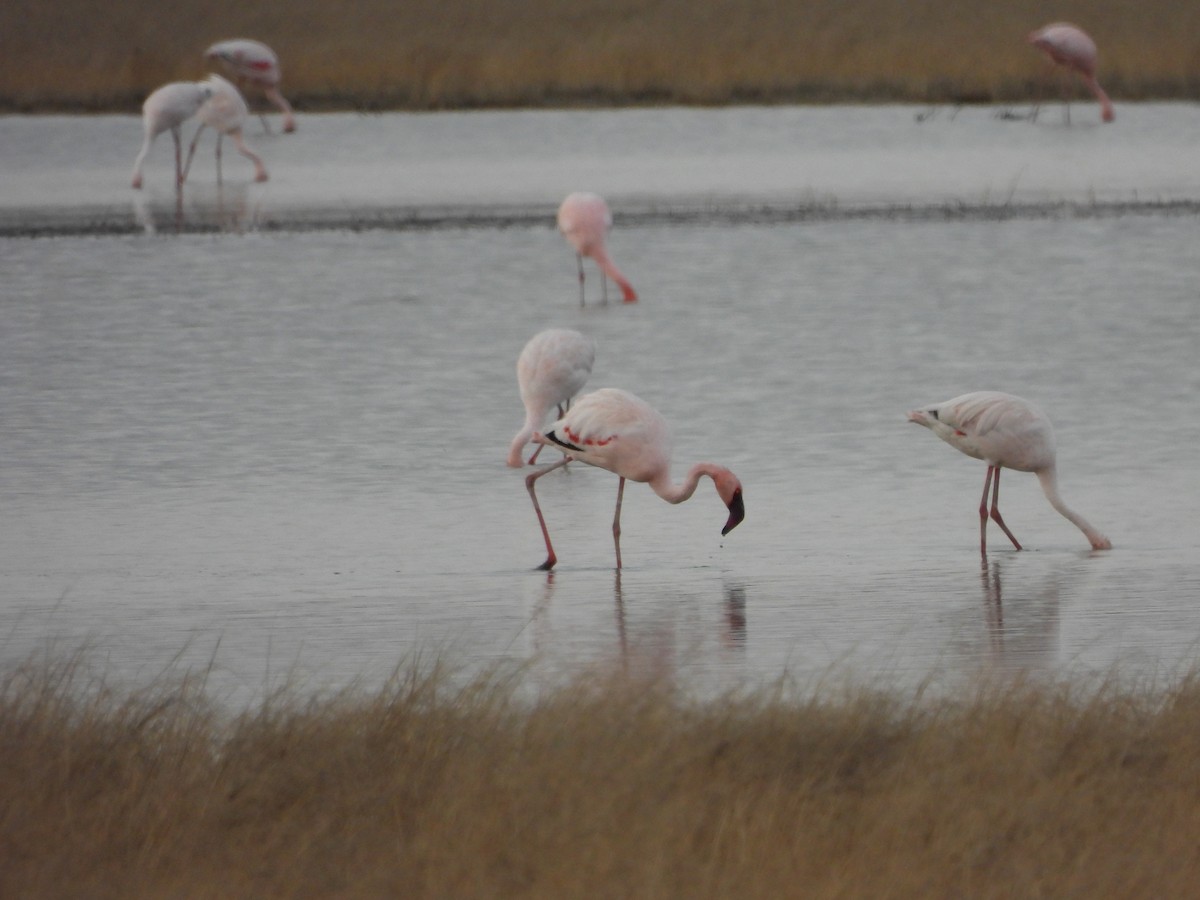 dvergflamingo - ML608922429