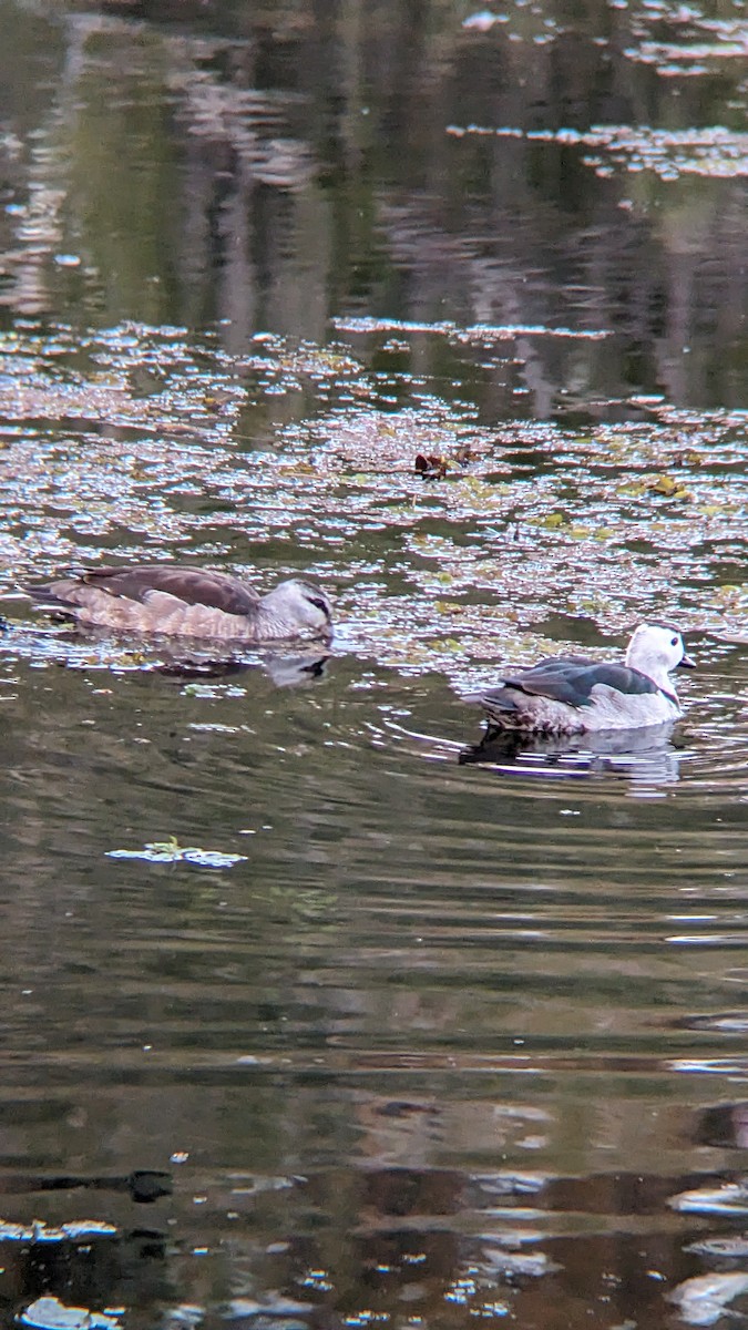 Cotton Pygmy-Goose - ML608922451